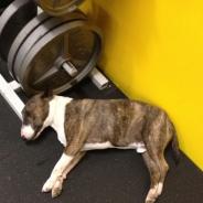 CrossFit Modig