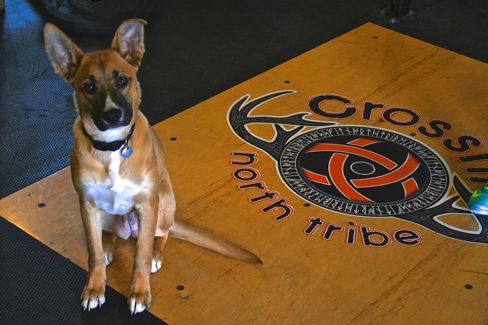 CrossFit North Tribe Photo of CrossFit North Tribe