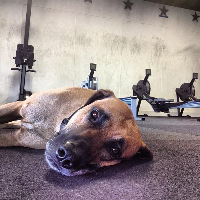 Nicole Jean Photo of CrossFit Avenger