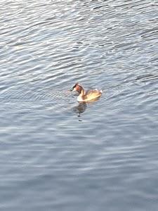 Istvan Saho Photo of CrossFit YouAct