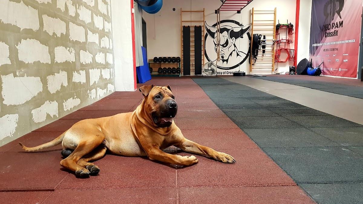 RED RAM CrossFit Photo of Red Ram CrossFit