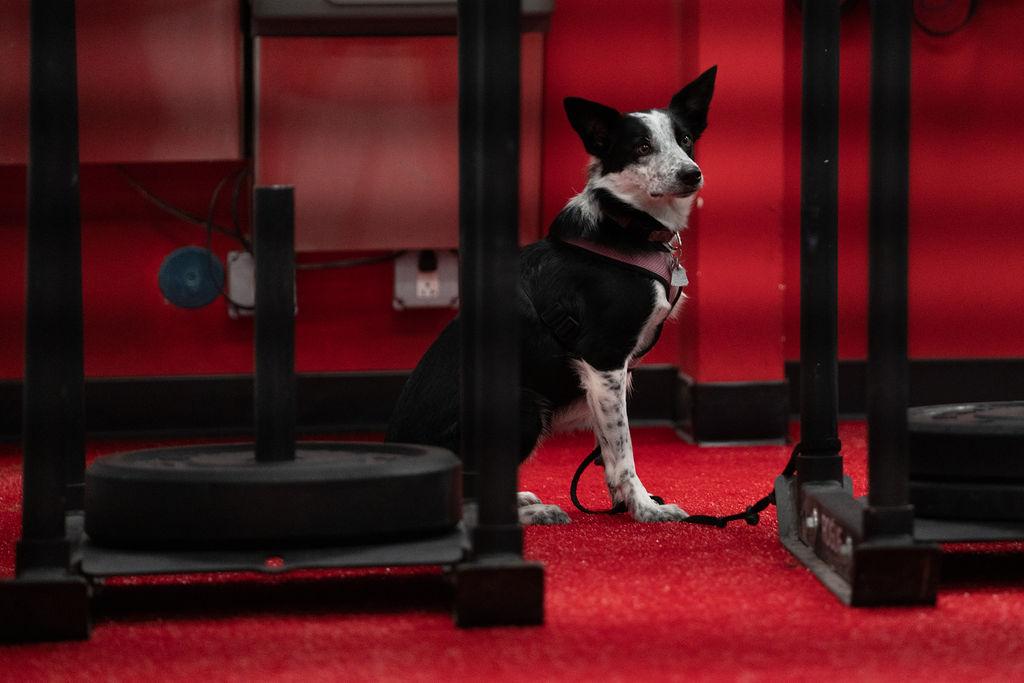 CrossFit Chapel Hill Photo of CrossFit Chapel Hill