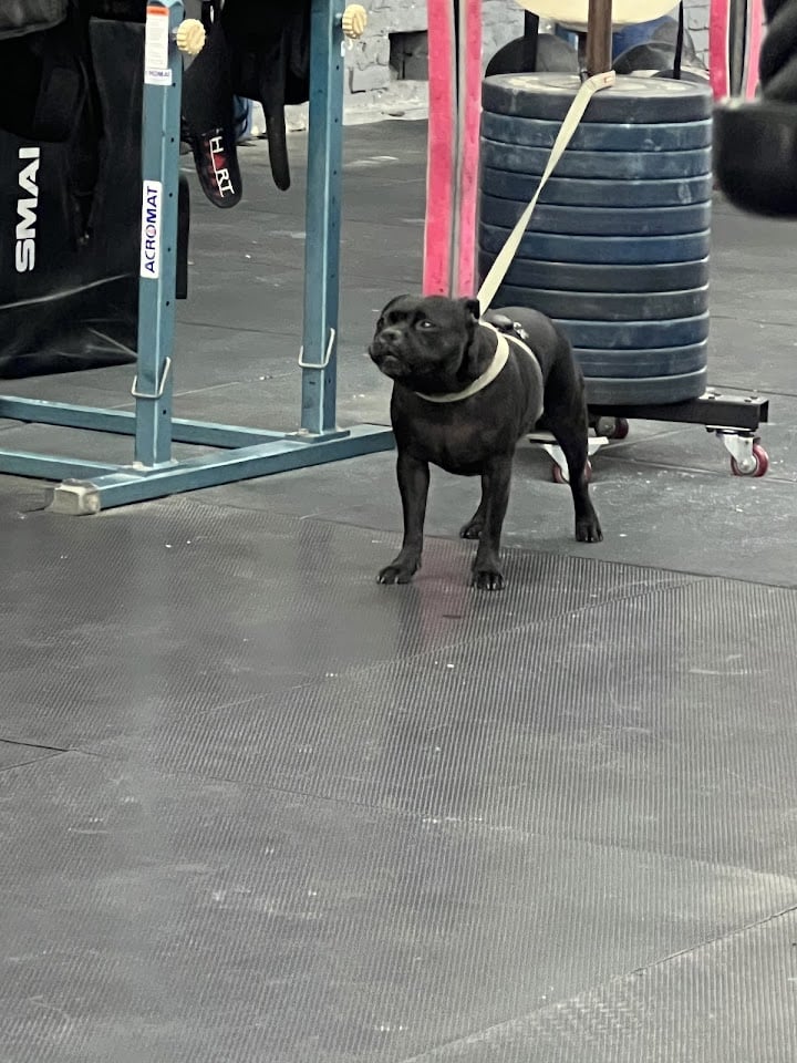 Photo of CrossFit Sydney