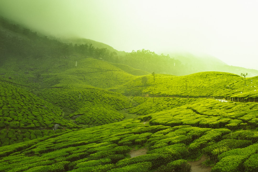 Tea Gardens