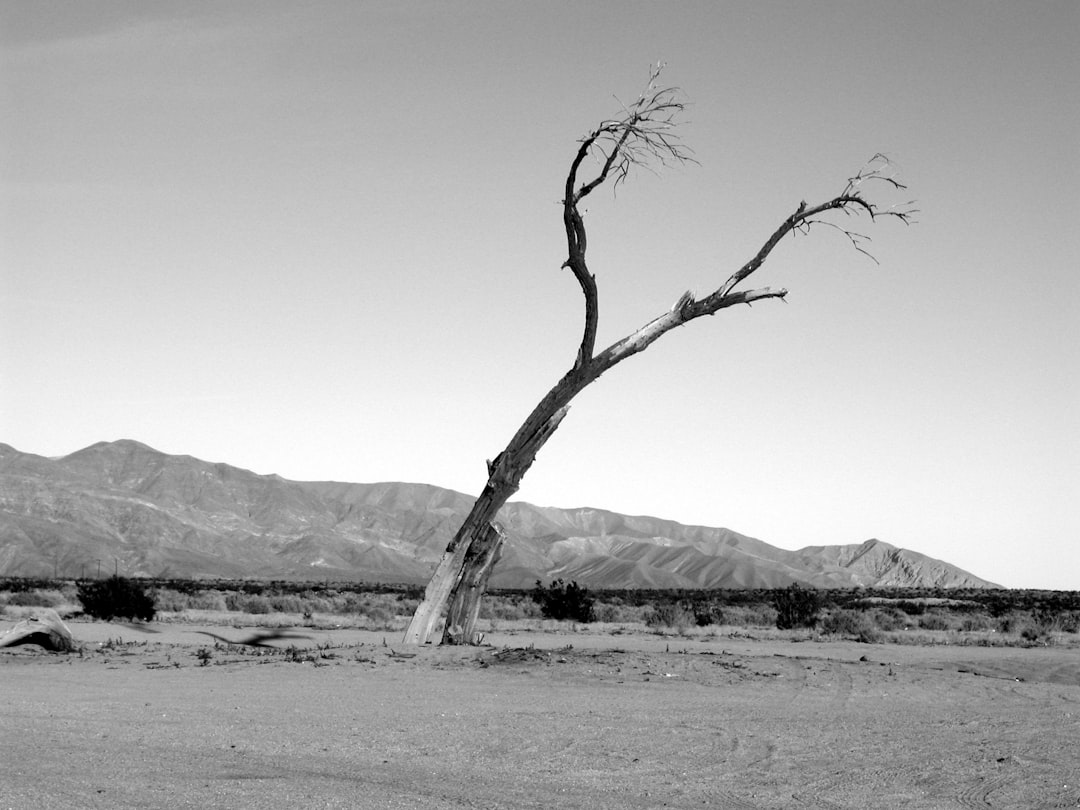 Lone Tree