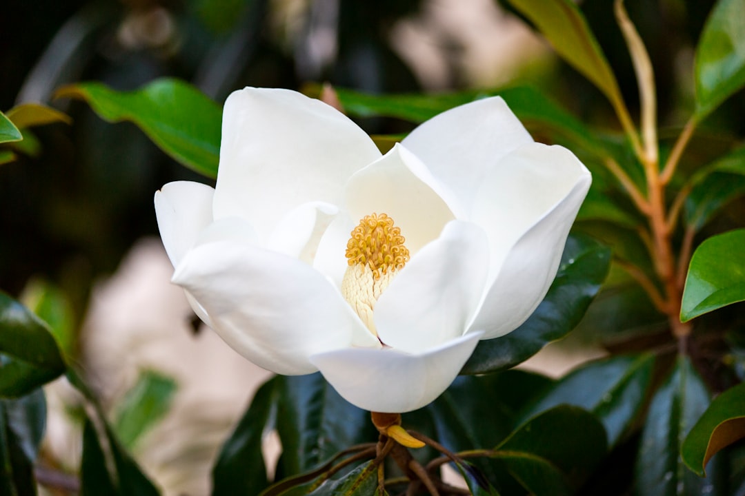 Magnolia