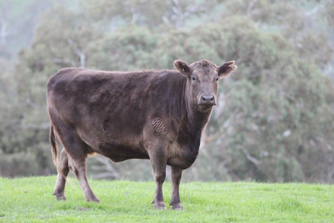 Mount Barker