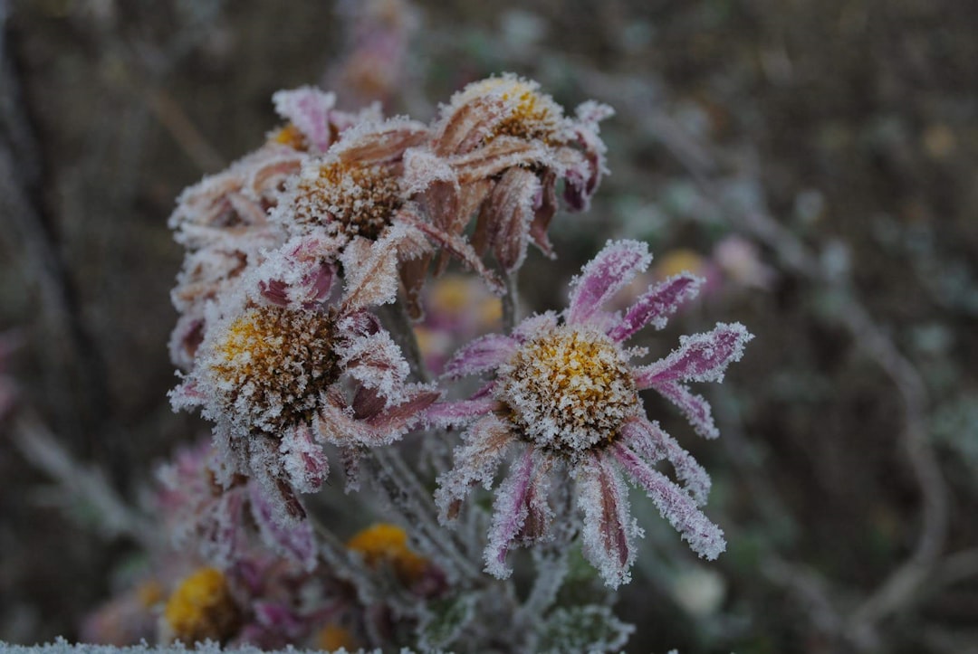 Winter Garden