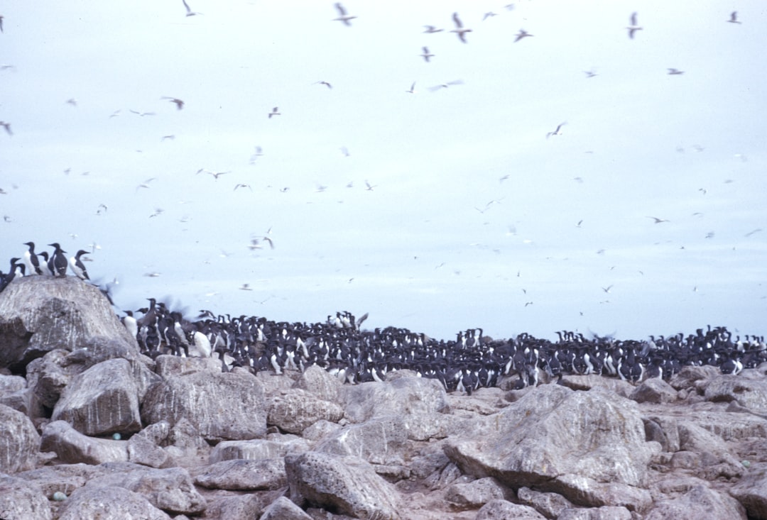 Little Flock