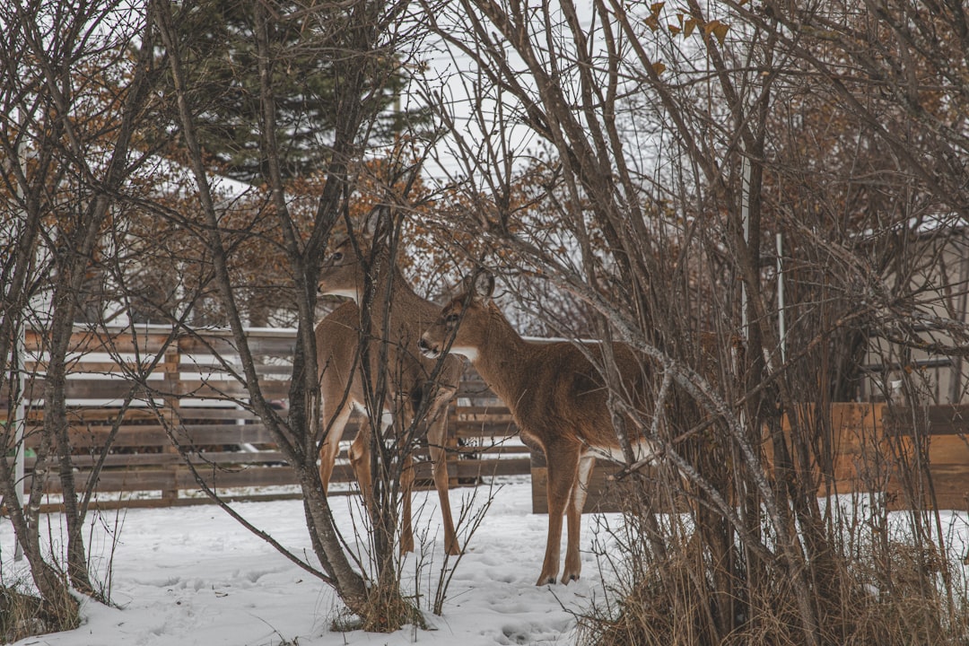 Kenora