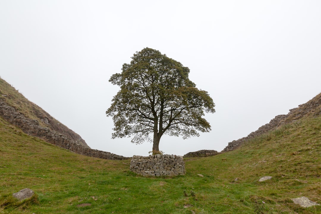 Lone Tree