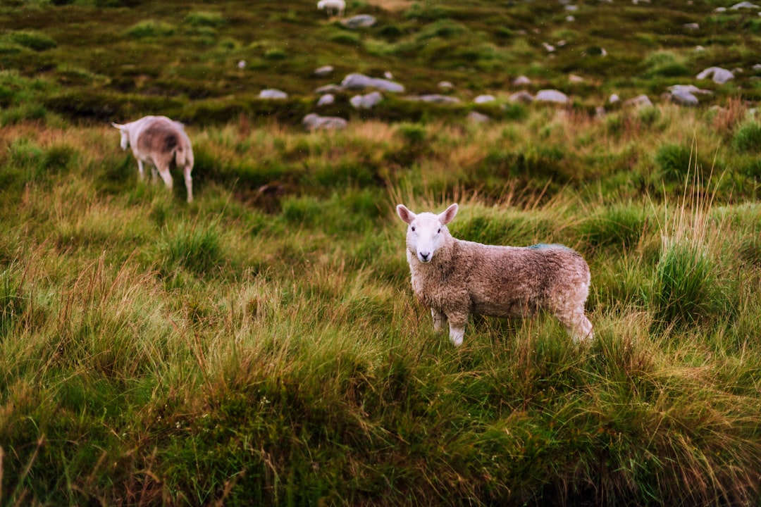 Wicklow