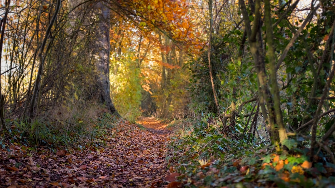 Saffron Walden