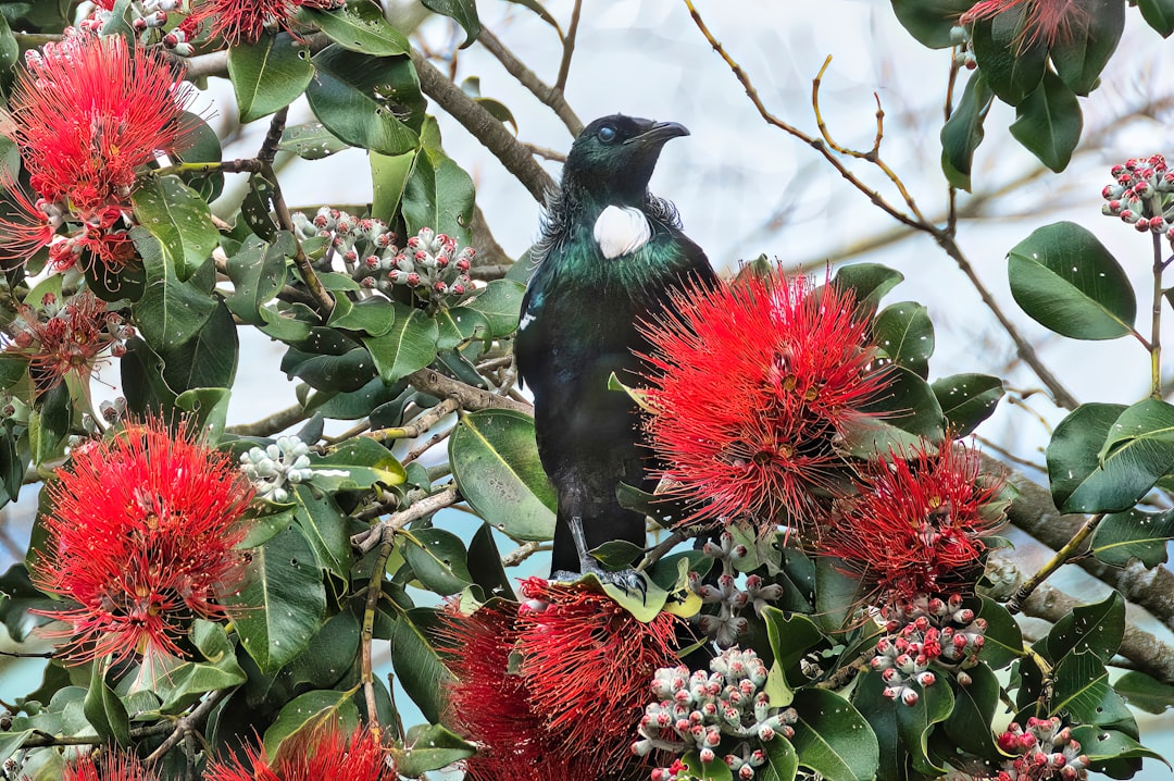 Palmerston North