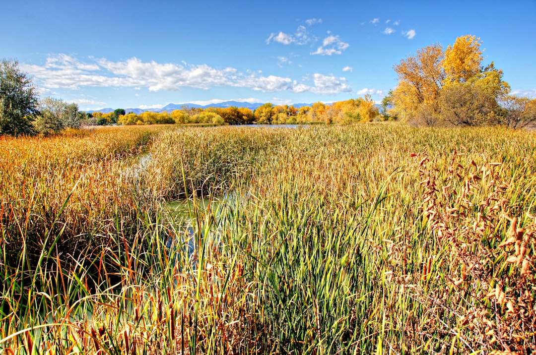 Wheat Ridge