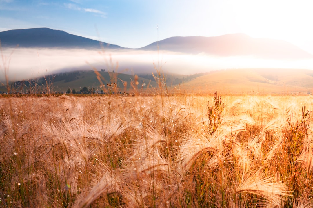 Grain Valley