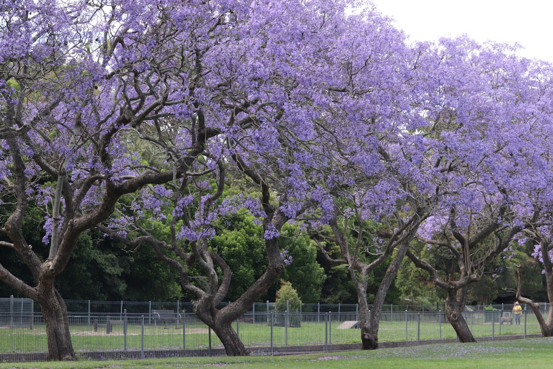 Kogarah