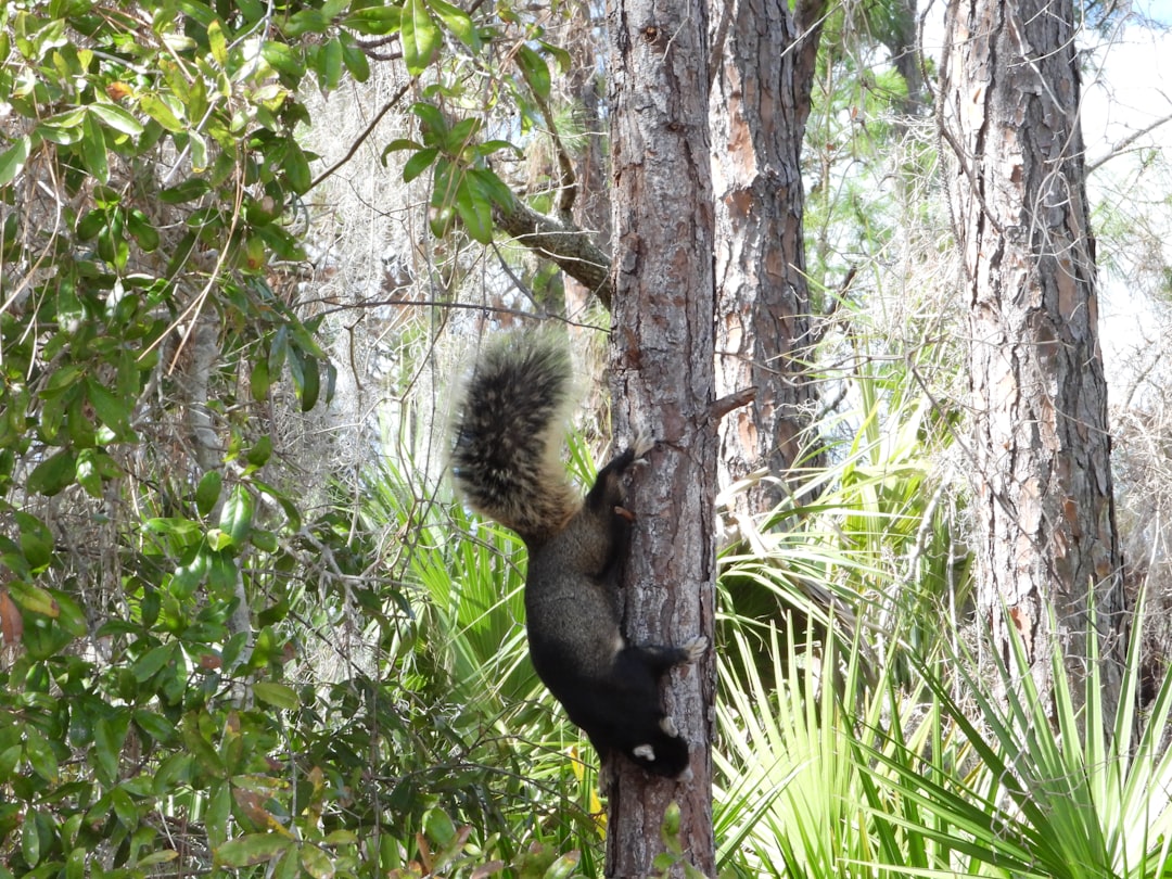 Tarpon Springs