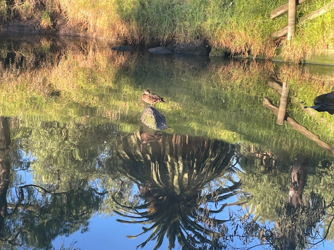 Maribyrnong