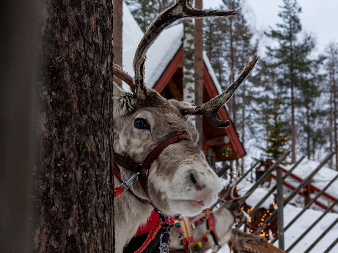 Rovaniemi