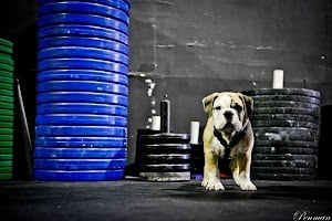 Photo of CrossFit Kaneohe