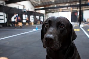 Photo of CrossFit Sheffield