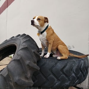 Photo of Buffalo Nickel CrossFit