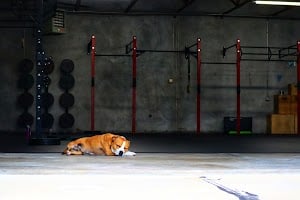 Photo of Buffalo Nickel CrossFit