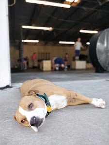 Photo of Buffalo Nickel CrossFit