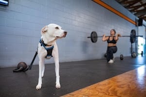 Photo of CrossFit Black Hive West